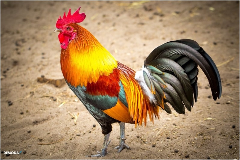 Con gà tượng trưng cho tính cách gì