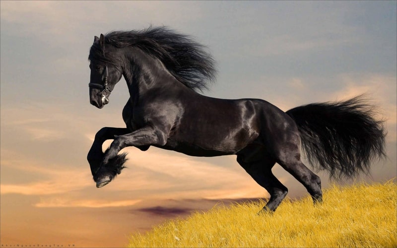 Con ngựa tượng trưng cho tính cách gì