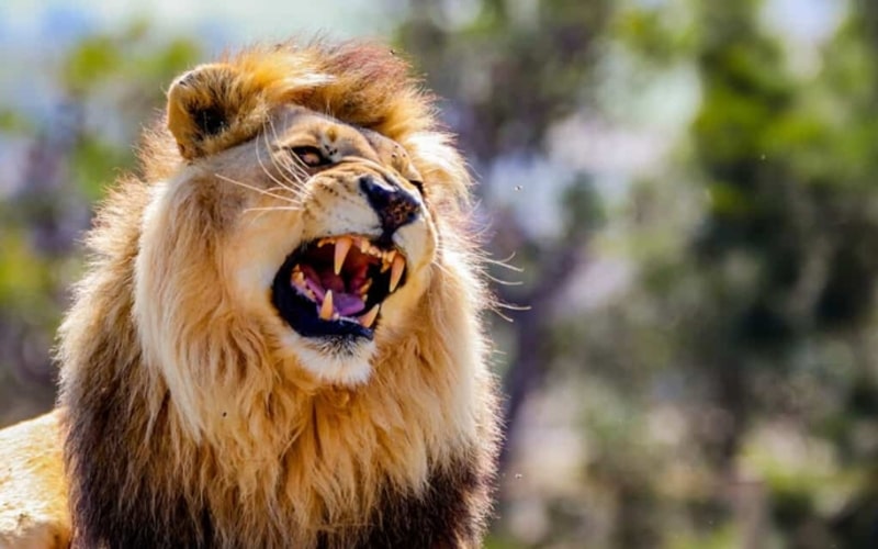 Con sư tử tượng trưng cho tính cách gì