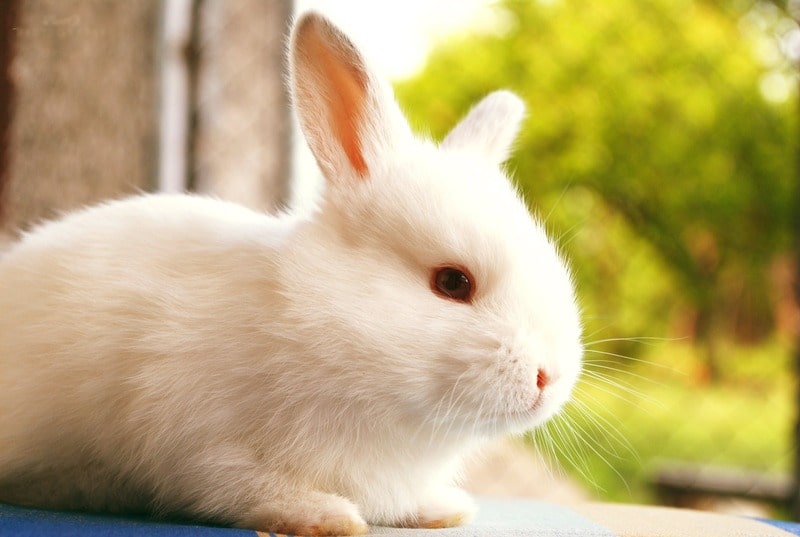 Con thỏ tượng trưng cho tính cách gì