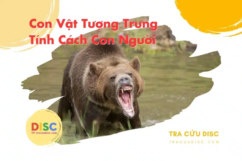 Con gấu tượng trưng cho tính cách gì? Con gấu tượng trưng cho tính cách gì?