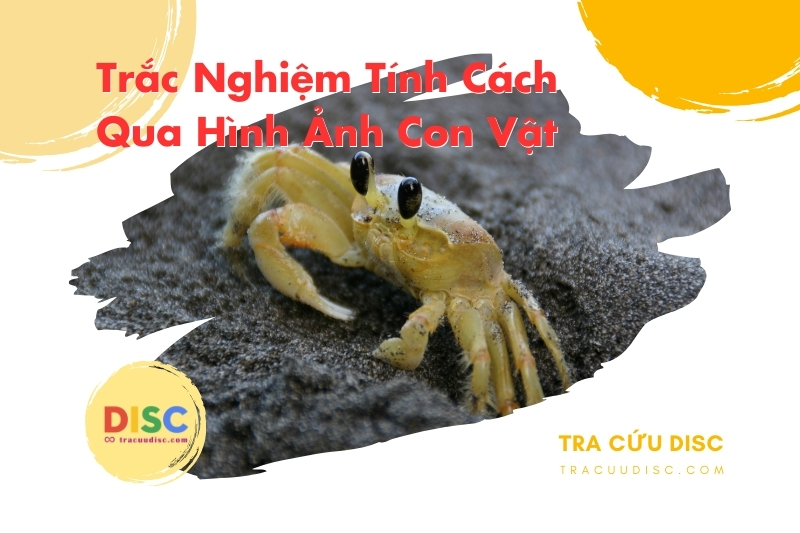 Hình ảnh con cua Hình ảnh con cua