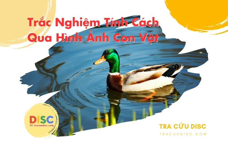 Hình ảnh con vịt Hình ảnh con vịt